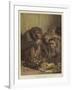 A Darwinian Question-Samuel John Carter-Framed Giclee Print