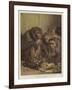 A Darwinian Question-Samuel John Carter-Framed Giclee Print