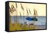 A Day at the Beach Is Seen Through the Sea Oats, West Coast, Florida-Sheila Haddad-Framed Stretched Canvas