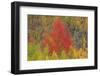 A Dazzling Display Of Color-Bill Sherrell-Framed Photographic Print