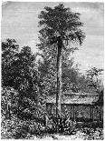 Latanier Palm, Andaman Islands, 19th Century-A de Bar-Giclee Print