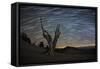 A Dead Bristlecone Pine Tree Against a Backdrop of Star Trails-null-Framed Stretched Canvas