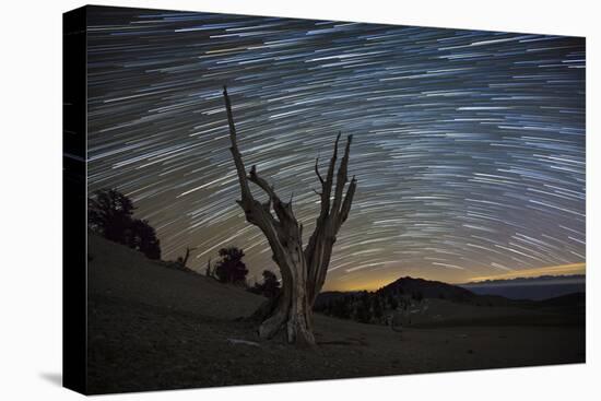 A Dead Bristlecone Pine Tree Against a Backdrop of Star Trails-null-Stretched Canvas