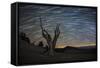 A Dead Bristlecone Pine Tree Against a Backdrop of Star Trails-null-Framed Stretched Canvas