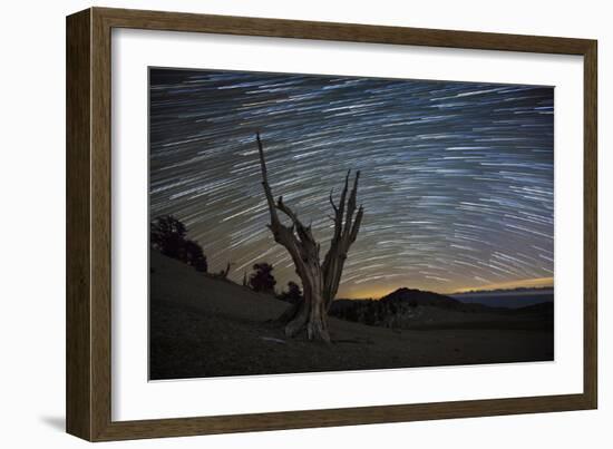 A Dead Bristlecone Pine Tree Against a Backdrop of Star Trails-null-Framed Photographic Print