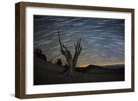 A Dead Bristlecone Pine Tree Against a Backdrop of Star Trails-null-Framed Photographic Print