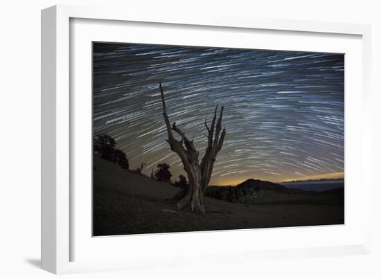 A Dead Bristlecone Pine Tree Against a Backdrop of Star Trails-null-Framed Photographic Print