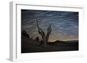 A Dead Bristlecone Pine Tree Against a Backdrop of Star Trails-null-Framed Photographic Print