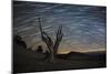 A Dead Bristlecone Pine Tree Against a Backdrop of Star Trails-null-Mounted Photographic Print