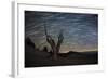A Dead Bristlecone Pine Tree Against a Backdrop of Star Trails-null-Framed Photographic Print