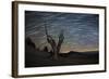 A Dead Bristlecone Pine Tree Against a Backdrop of Star Trails-null-Framed Photographic Print