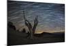 A Dead Bristlecone Pine Tree Against a Backdrop of Star Trails-null-Mounted Photographic Print