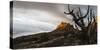 A Dead Juniper in Grand Staircase-Escalante National Monument, Utah-Eric Peter Black-Stretched Canvas