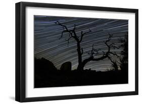 A Dead Pinyon Pine Tree and Star Trails, Joshua Tree National Park, California-null-Framed Photographic Print