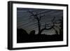 A Dead Pinyon Pine Tree and Star Trails, Joshua Tree National Park, California-null-Framed Photographic Print