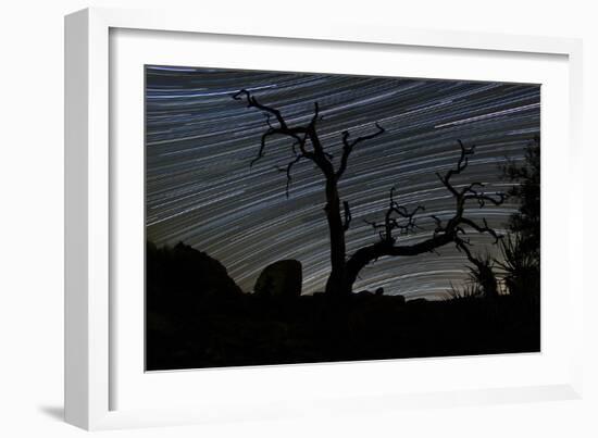 A Dead Pinyon Pine Tree and Star Trails, Joshua Tree National Park, California-null-Framed Photographic Print