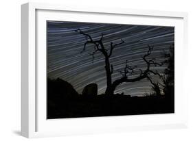 A Dead Pinyon Pine Tree and Star Trails, Joshua Tree National Park, California-null-Framed Photographic Print