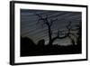 A Dead Pinyon Pine Tree and Star Trails, Joshua Tree National Park, California-null-Framed Photographic Print