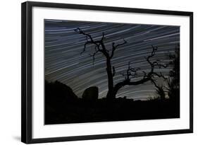 A Dead Pinyon Pine Tree and Star Trails, Joshua Tree National Park, California-null-Framed Photographic Print