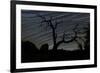 A Dead Pinyon Pine Tree and Star Trails, Joshua Tree National Park, California-null-Framed Photographic Print