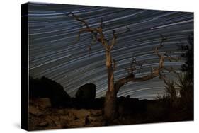 A Dead Pinyon Pine Tree and Star Trails, Joshua Tree National Park, California-null-Stretched Canvas