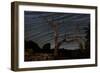 A Dead Pinyon Pine Tree and Star Trails, Joshua Tree National Park, California-null-Framed Photographic Print