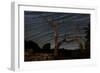 A Dead Pinyon Pine Tree and Star Trails, Joshua Tree National Park, California-null-Framed Photographic Print