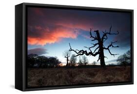 A Dead Tree in the Sunset in Richmond Park, London-Alex Saberi-Framed Stretched Canvas