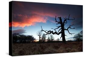 A Dead Tree in the Sunset in Richmond Park, London-Alex Saberi-Stretched Canvas