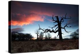 A Dead Tree in the Sunset in Richmond Park, London-Alex Saberi-Stretched Canvas