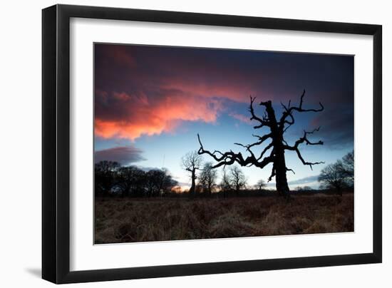 A Dead Tree in the Sunset in Richmond Park, London-Alex Saberi-Framed Photographic Print