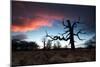 A Dead Tree in the Sunset in Richmond Park, London-Alex Saberi-Mounted Photographic Print