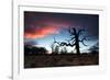 A Dead Tree in the Sunset in Richmond Park, London-Alex Saberi-Framed Photographic Print