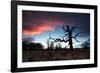 A Dead Tree in the Sunset in Richmond Park, London-Alex Saberi-Framed Photographic Print