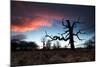 A Dead Tree in the Sunset in Richmond Park, London-Alex Saberi-Mounted Photographic Print
