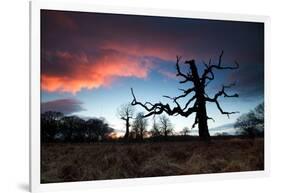 A Dead Tree in the Sunset in Richmond Park, London-Alex Saberi-Framed Photographic Print