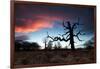 A Dead Tree in the Sunset in Richmond Park, London-Alex Saberi-Framed Photographic Print