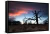 A Dead Tree in the Sunset in Richmond Park, London-Alex Saberi-Framed Stretched Canvas