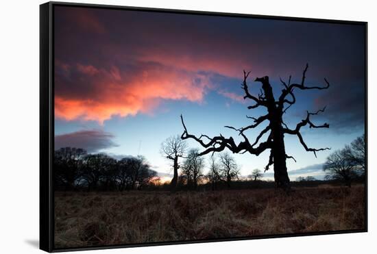 A Dead Tree in the Sunset in Richmond Park, London-Alex Saberi-Framed Stretched Canvas