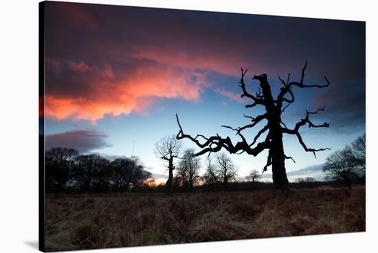 A Dead Tree in the Sunset in Richmond Park, London-Alex Saberi-Stretched Canvas