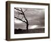 A Dead Tree is Silhouetted Against the Suns Rays on Heath Land, 1935-null-Framed Photographic Print