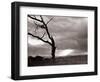 A Dead Tree is Silhouetted Against the Suns Rays on Heath Land, 1935-null-Framed Photographic Print