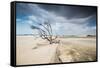 A Dead Tree on the Sand Dune Near the Beach in Jericoacoara, Brazil-Alex Saberi-Framed Stretched Canvas