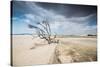 A Dead Tree on the Sand Dune Near the Beach in Jericoacoara, Brazil-Alex Saberi-Stretched Canvas