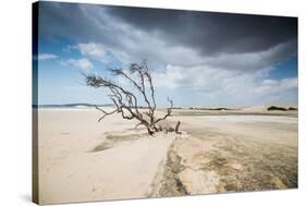 A Dead Tree on the Sand Dune Near the Beach in Jericoacoara, Brazil-Alex Saberi-Stretched Canvas