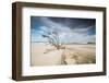 A Dead Tree on the Sand Dune Near the Beach in Jericoacoara, Brazil-Alex Saberi-Framed Photographic Print