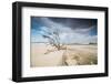 A Dead Tree on the Sand Dune Near the Beach in Jericoacoara, Brazil-Alex Saberi-Framed Photographic Print