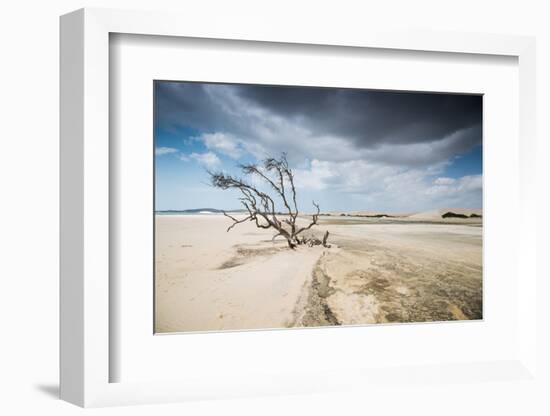 A Dead Tree on the Sand Dune Near the Beach in Jericoacoara, Brazil-Alex Saberi-Framed Photographic Print