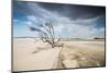 A Dead Tree on the Sand Dune Near the Beach in Jericoacoara, Brazil-Alex Saberi-Mounted Photographic Print