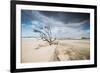 A Dead Tree on the Sand Dune Near the Beach in Jericoacoara, Brazil-Alex Saberi-Framed Photographic Print